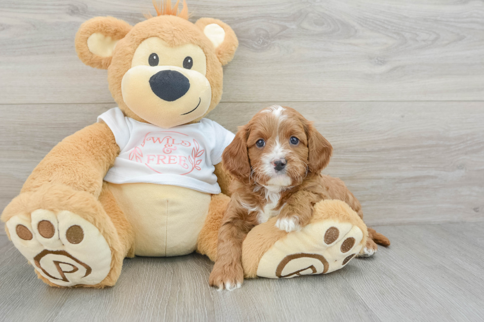 Cavapoo Puppy for Adoption