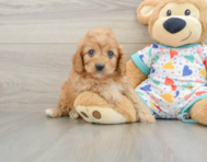 8 week old Cavapoo Puppy For Sale - Premier Pups