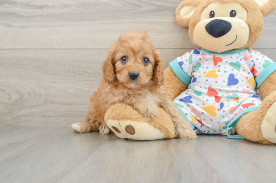 Cavapoo Pup Being Cute