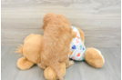 Best Cavapoo Baby