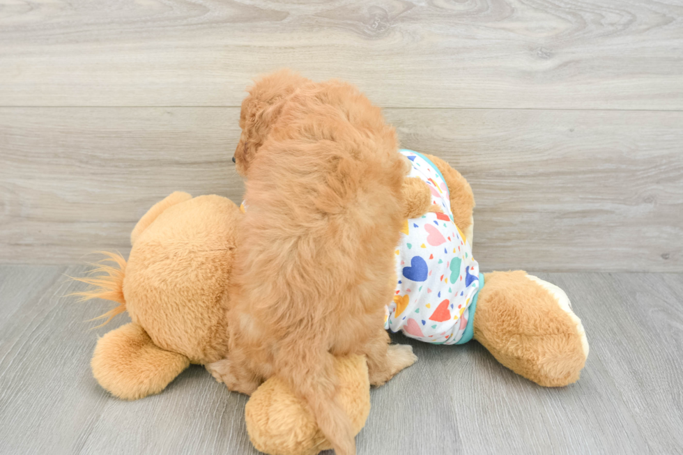Best Cavapoo Baby