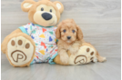 Playful Cavapoodle Poodle Mix Puppy