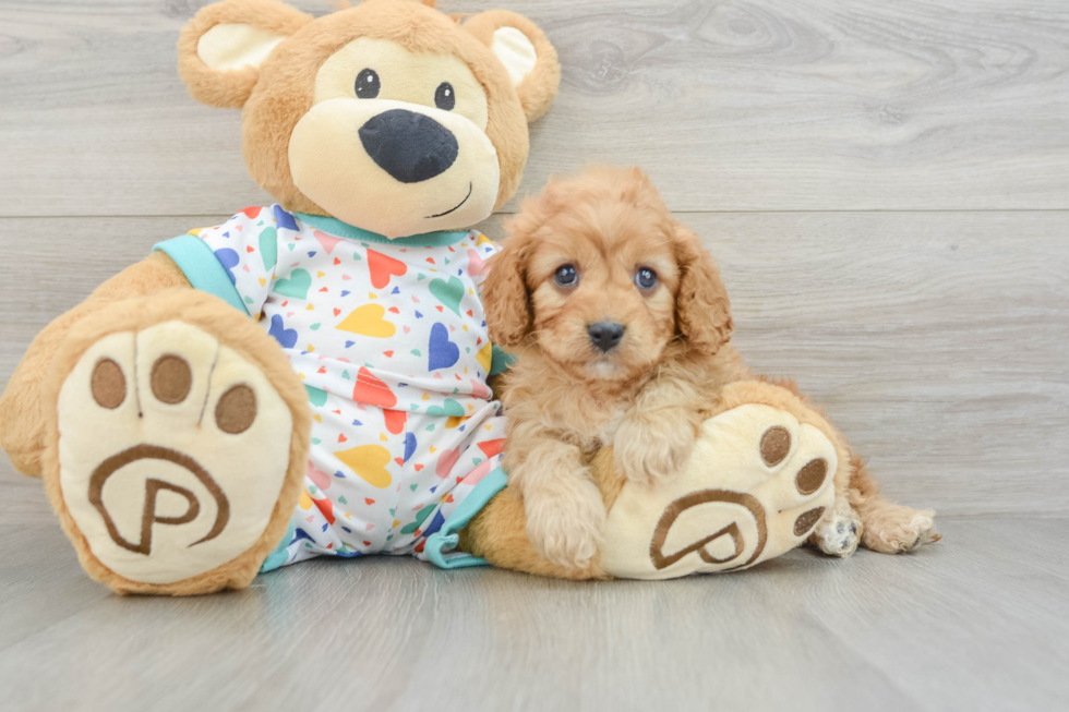 Playful Cavapoodle Poodle Mix Puppy