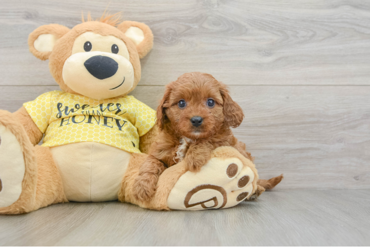 Popular Cavapoo Poodle Mix Pup
