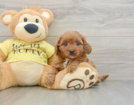 8 week old Cavapoo Puppy For Sale - Premier Pups