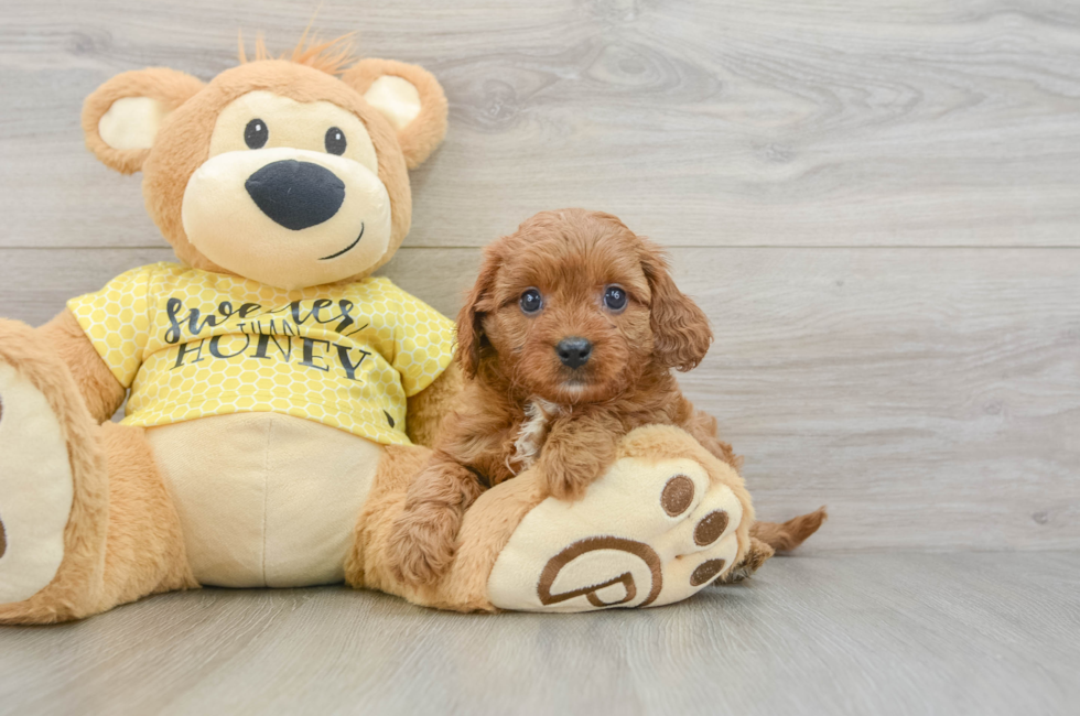 7 week old Cavapoo Puppy For Sale - Premier Pups