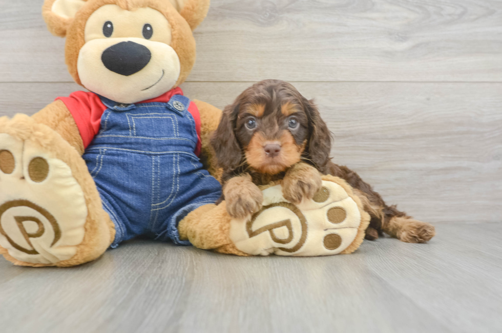 5 week old Cavapoo Puppy For Sale - Premier Pups