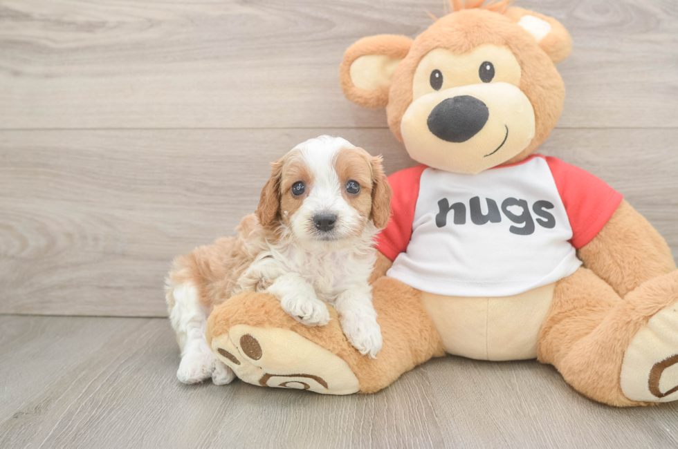 6 week old Cavapoo Puppy For Sale - Premier Pups