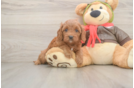 Popular Cavapoo Poodle Mix Pup