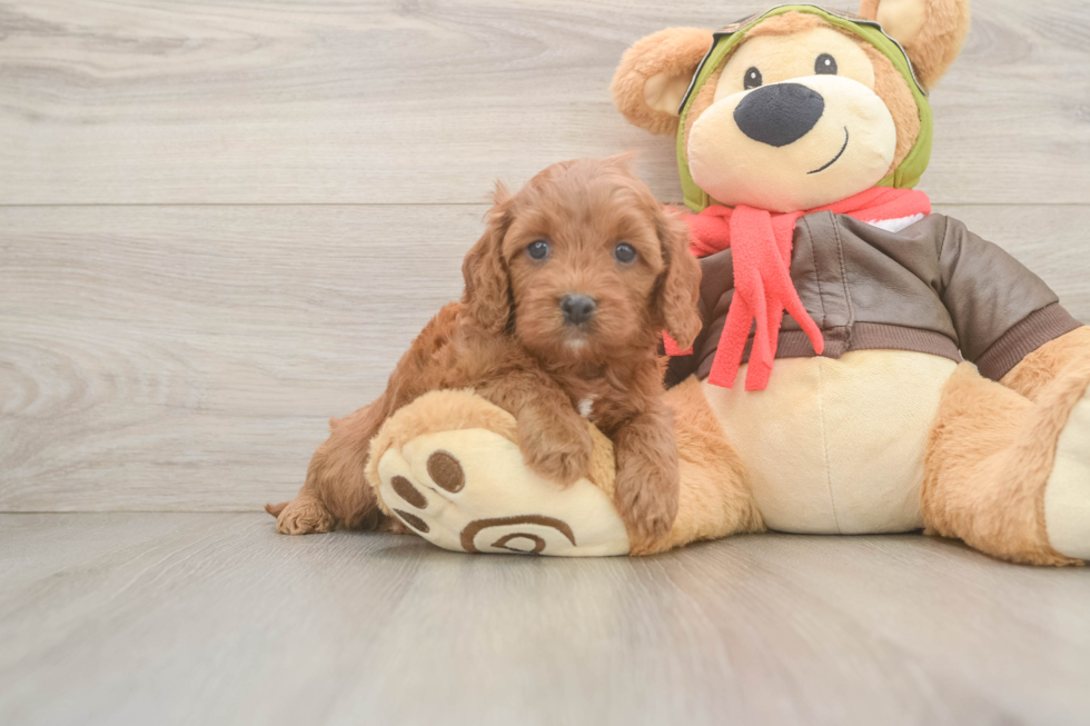 Popular Cavapoo Poodle Mix Pup