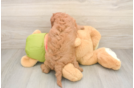 Petite Cavapoo Poodle Mix Pup