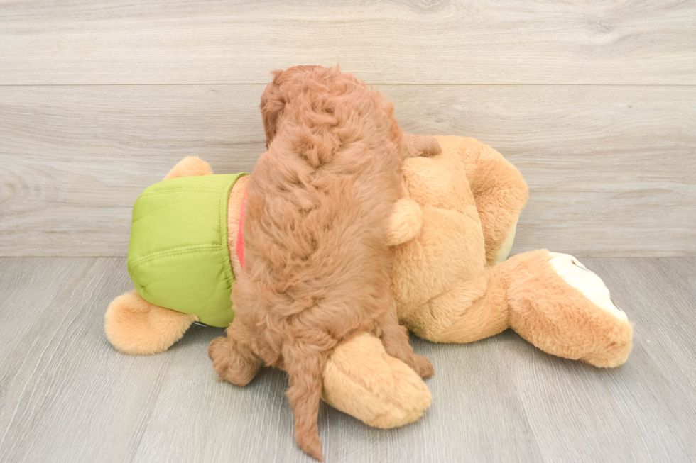 Petite Cavapoo Poodle Mix Pup