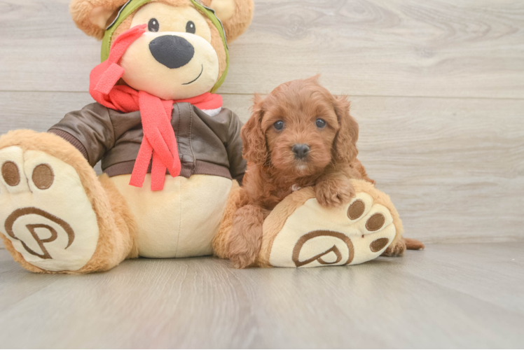 Cute Cavapoo Baby