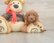 7 week old Cavapoo Puppy For Sale - Premier Pups