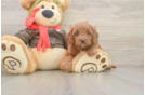Cute Cavapoo Baby