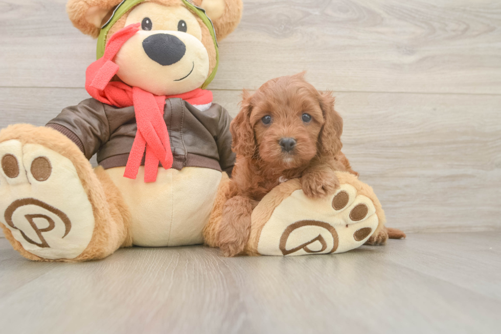 Cute Cavapoo Baby