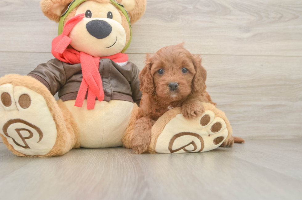 5 week old Cavapoo Puppy For Sale - Premier Pups