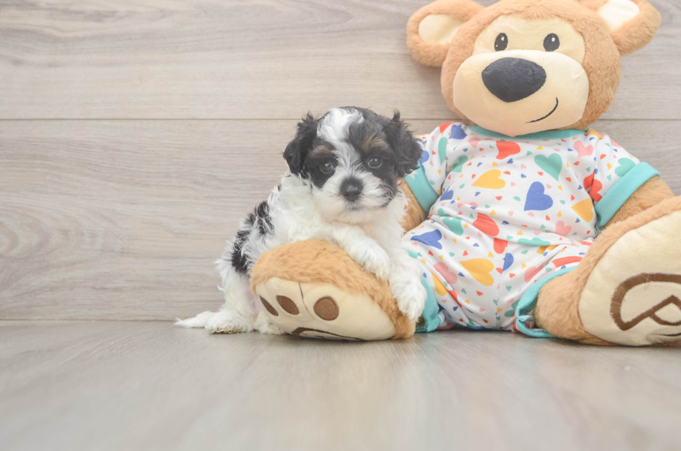 5 week old Cavapoo Puppy For Sale - Premier Pups