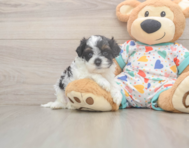 8 week old Cavapoo Puppy For Sale - Premier Pups 8 week old Cavapoo Puppy For Sale - Premier Pups