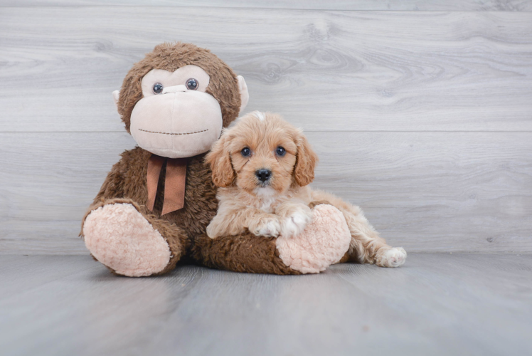 Petite Cavapoo Poodle Mix Pup