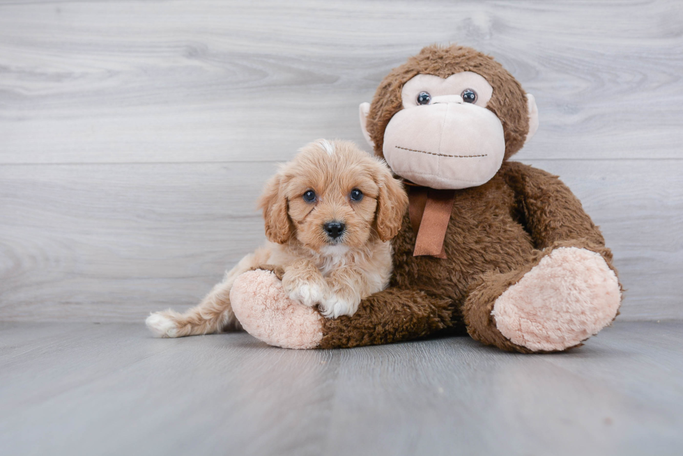 Fluffy Cavapoo Poodle Mix Pup