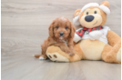 Cavapoo Puppy for Adoption