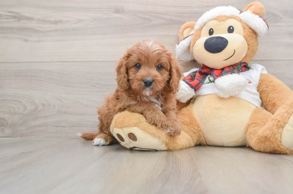 5 week old Cavapoo Puppy For Sale - Premier Pups