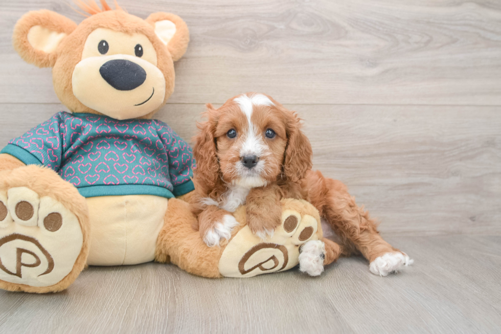 Friendly Cavapoo Baby