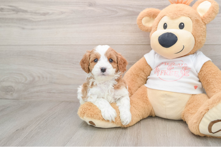 Cavapoo Pup Being Cute