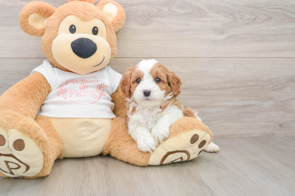 Adorable Cavalier King Charles Spaniel and Poodle Mix Poodle Mix Puppy