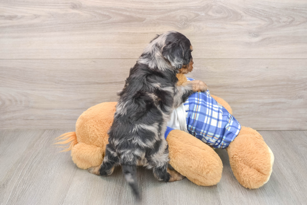 Happy Cavapoo Baby