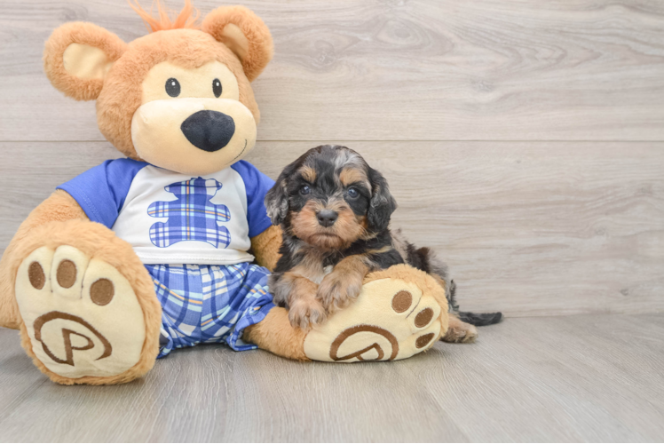 Cavapoo Pup Being Cute