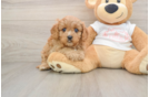Cavapoo Puppy for Adoption