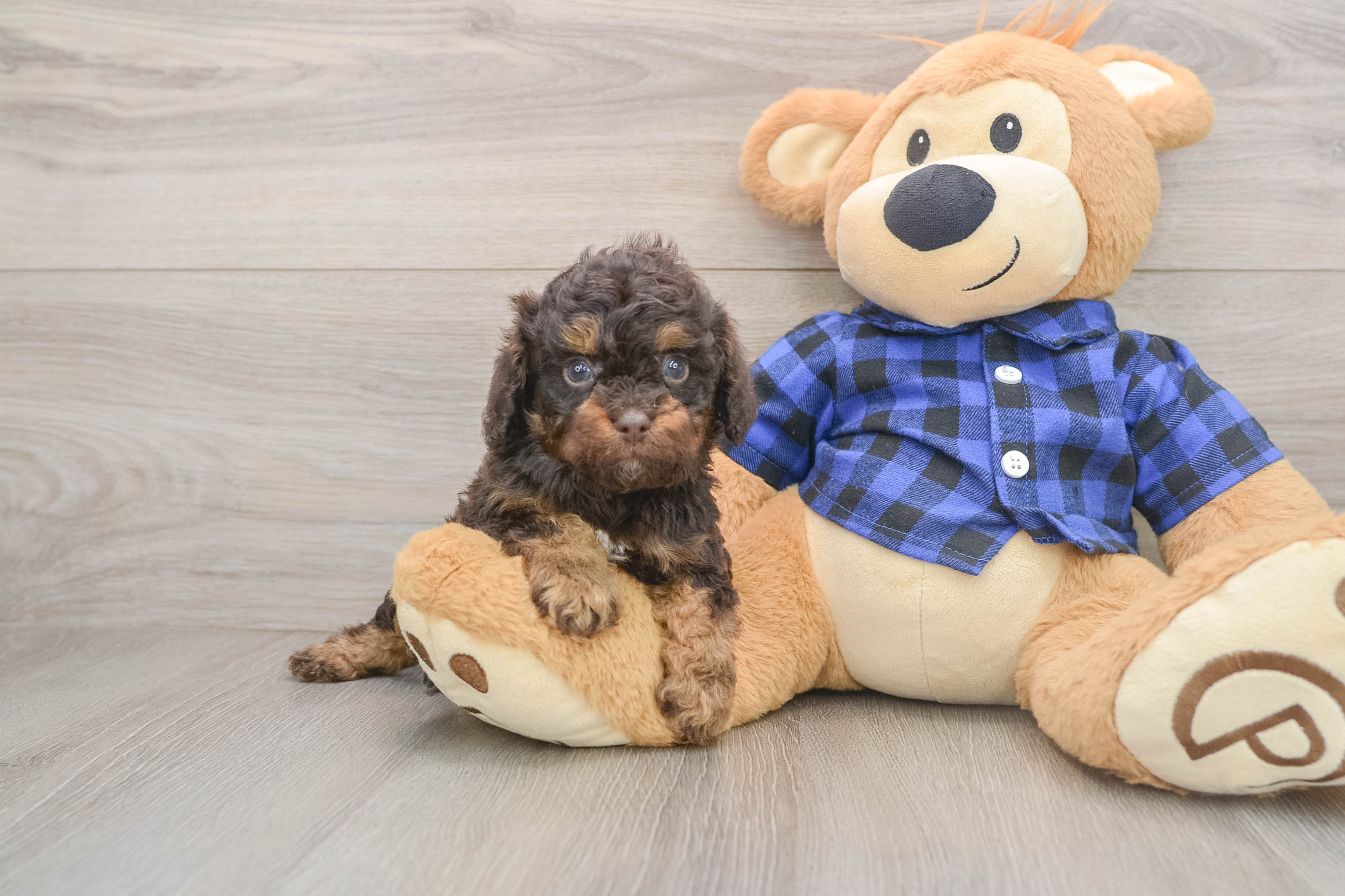 Fimo Cavapoo Sweet Cavapoo Fido: 4lb 2oz Doodle Puppy