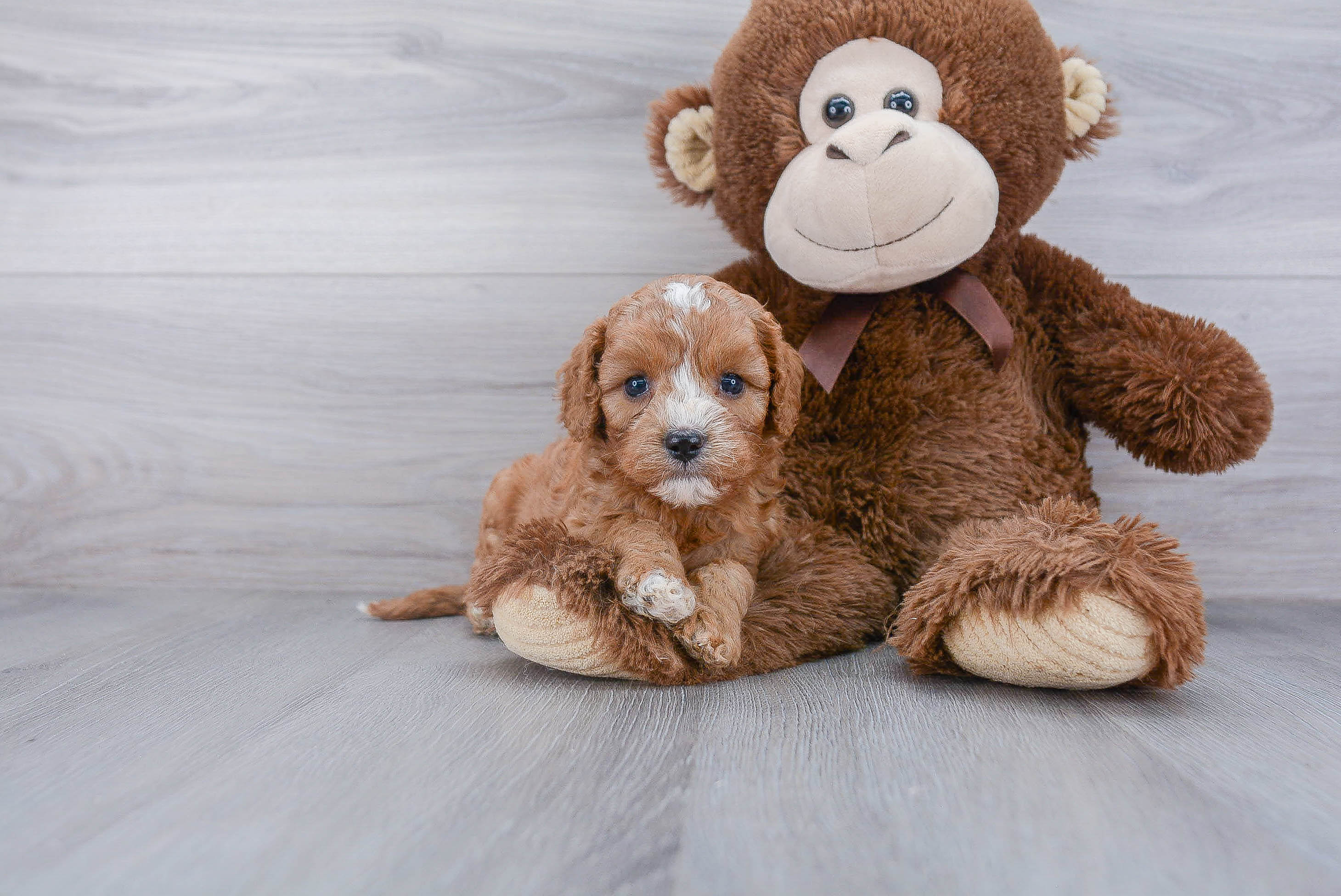Hypoallergenic Cavoodle Poodle Mix Puppy
