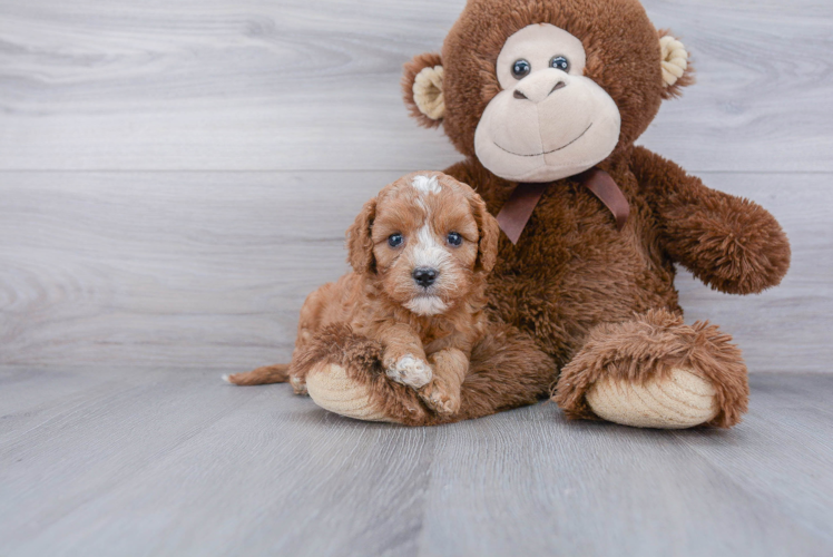 Hypoallergenic Cavoodle Poodle Mix Puppy