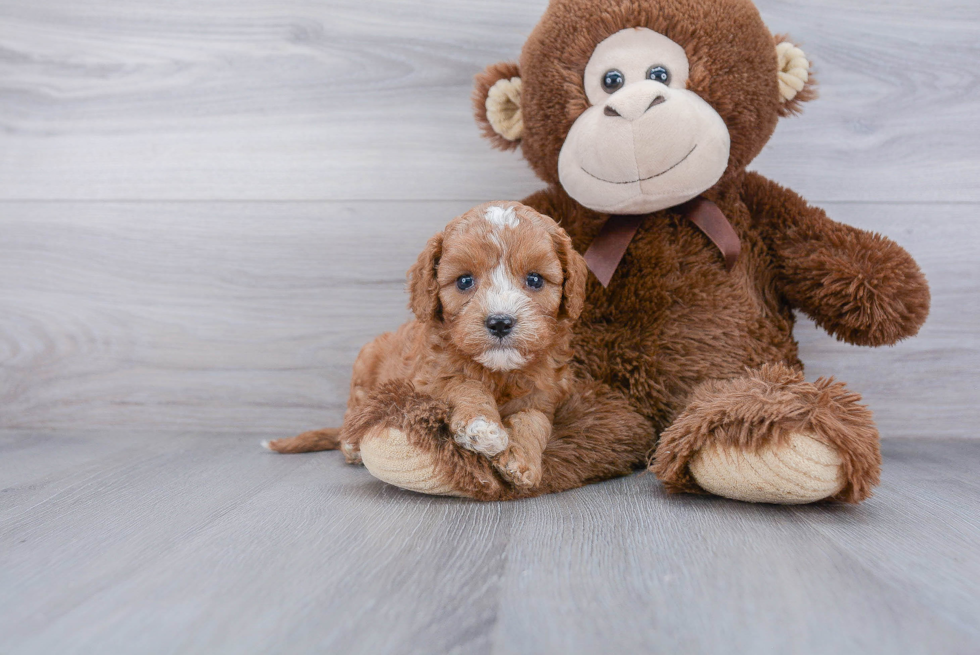 Hypoallergenic Cavoodle Poodle Mix Puppy