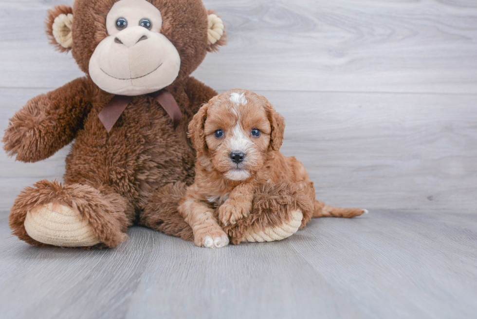 Cute Cavapoo Baby