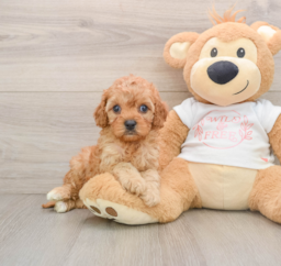 7 week old Cavapoo Puppy For Sale - Premier Pups