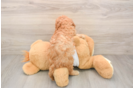 Cavapoo Pup Being Cute