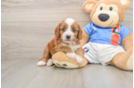 Hypoallergenic Cavadoodle Poodle Mix Puppy