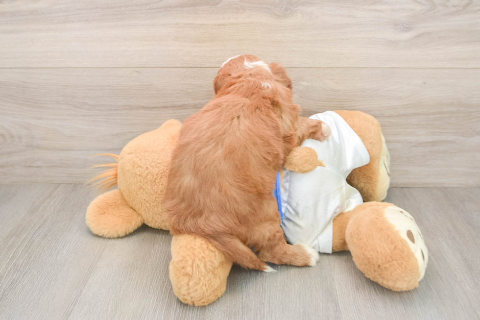 Smart Cavapoo Poodle Mix Pup
