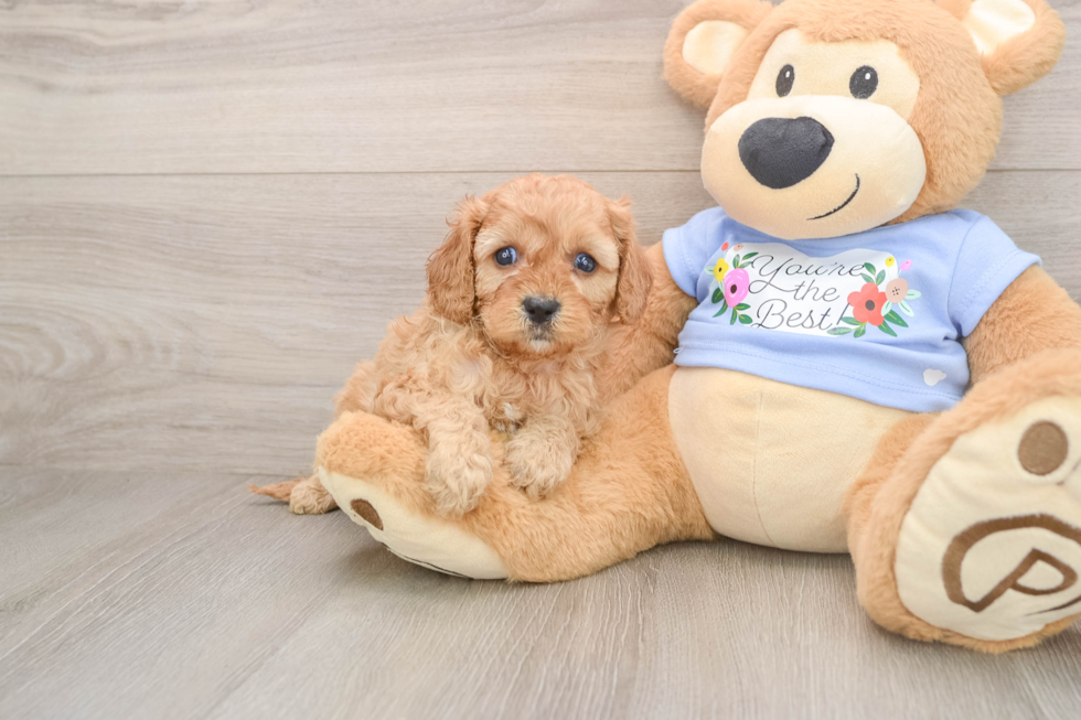 Best Cavapoo Baby