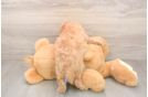 Cavapoo Puppy for Adoption