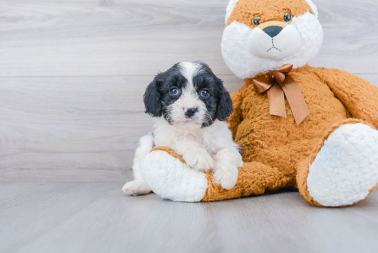 Playful Cavoodle Poodle Mix Puppy