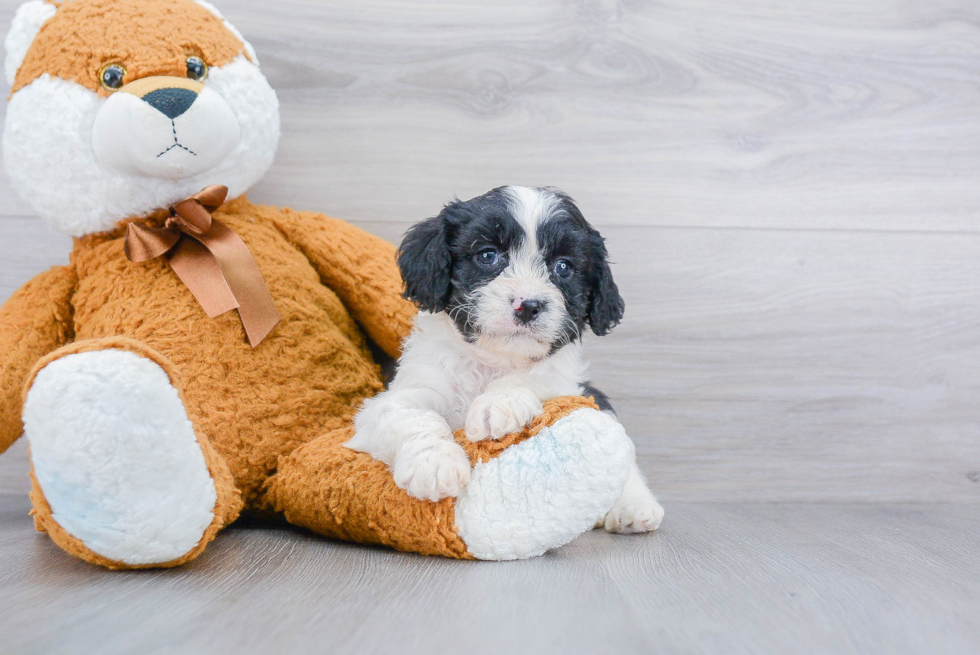 Best Cavapoo Baby