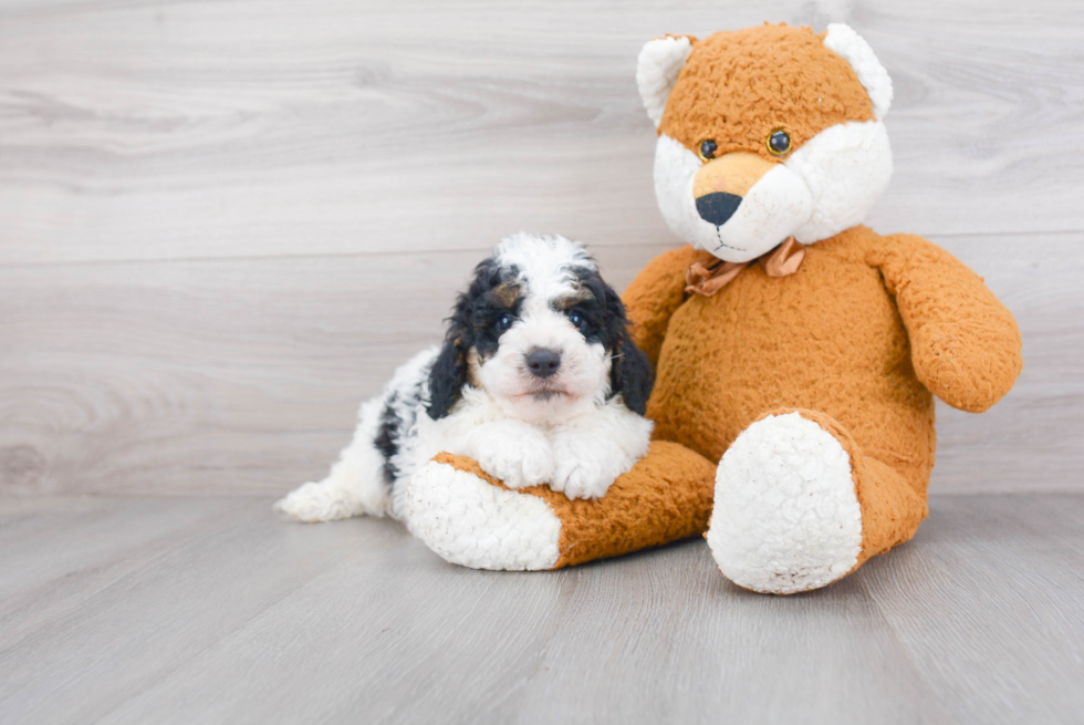 Energetic Cavoodle Poodle Mix Puppy