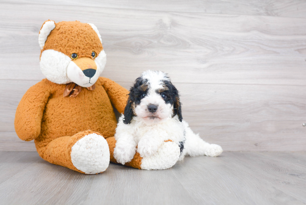 Friendly Cavapoo Baby