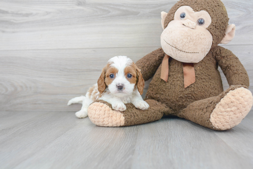 Smart Cavapoo Poodle Mix Pup