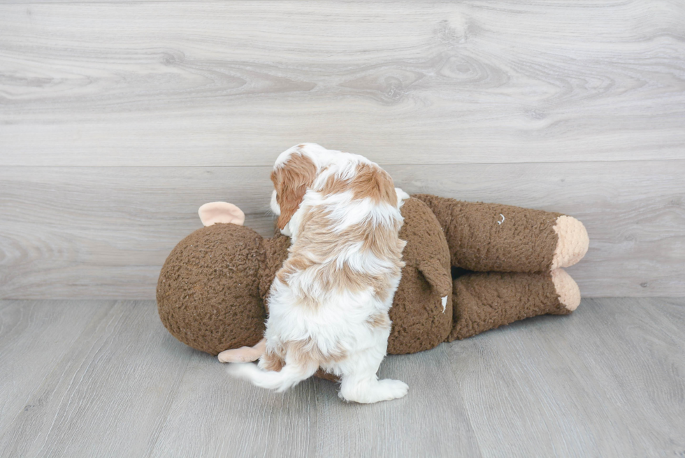 Hypoallergenic Cavoodle Poodle Mix Puppy